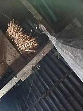  Helala  online show from October 17, 2025, 11:06 pm