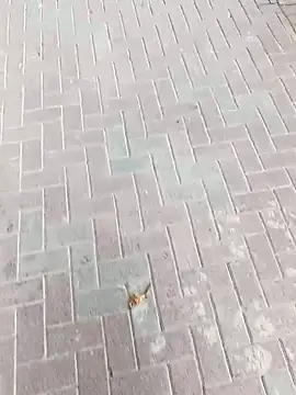 Snapshot of king_godgm chatting on November 24, 2025, 8:47 am king godgm online show from November 24, 2025, 8:47 am