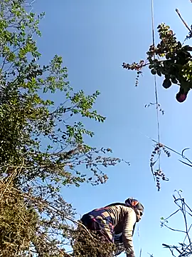 Hot-honi online show from December 18, 2025, 7:35 am