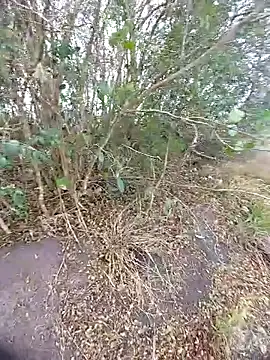 Snapshot of magraocam chatting on October 30, 2025, 3:53 pm magraocam online show from October 30, 2025, 3:53 pm