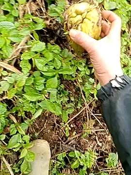 hera-00 online show from January 13, 2026, 2:48 am