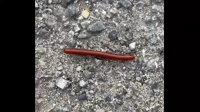 ohyesd4ddy online show from December 1, 2025, 6:20 pm