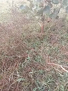 AgitatedStrip9 online show from November 4, 2025, 1:53 am