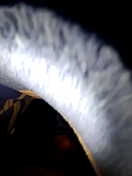 TNestorT online show from November 27, 2025, 5:19 am