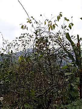 xuxulovezz online show from January 8, 2026, 1:00 am