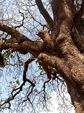 Rs sonam online show from April 4, 2026, 10:55 am