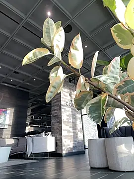 Snapshot of tia___fox chatting on February 9, 2026, 9:35 pm tia fox online show from February 9, 2026, 9:35 pm