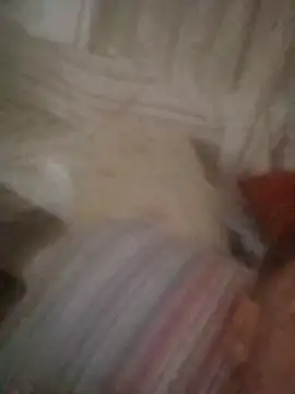 Snapshot of Graimito chatting on October 11, 2025, 11:00 am Graimito online show from October 11, 2025, 11:00 am