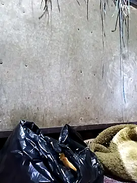 Snapshot of Hot_cauple_indian chatting on February 17, 2026, 8:06 pm Hot cauple indian online show from February 17, 2026, 8:06 pm