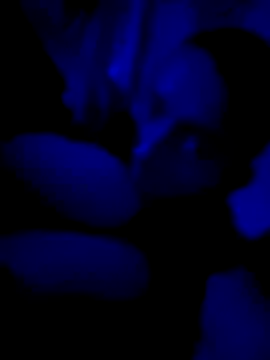 PitoDuroWuero online show from November 12, 2025, 1:10 am