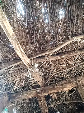 Chinki pande online show from December 1, 2025, 7:09 am