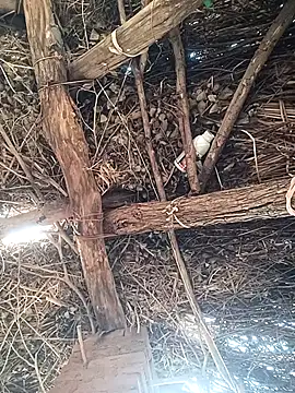 Chinki pande online show from December 2, 2025, 8:49 am