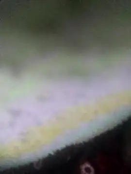 jacka 305 online show from January 14, 2026, 9:07 pm