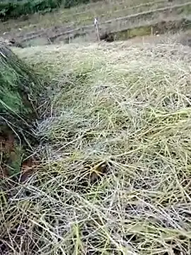 beba1100 online show from November 25, 2025, 8:36 am