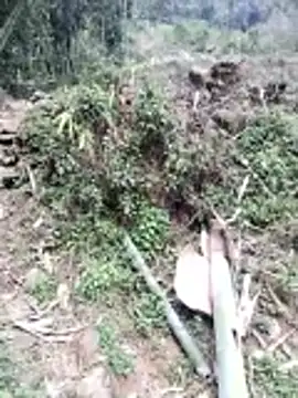 neko-nancy online show from February 26, 2026, 7:08 am