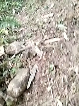 neko-nancy online show from January 14, 2026, 3:10 am