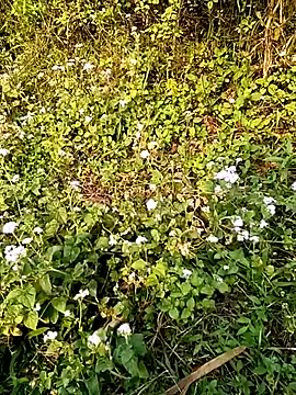 seacyre online show from April 13, 2026, 12:58 am