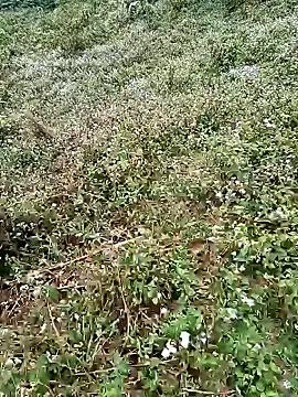 seacyre online show from April 16, 2026, 12:44 am