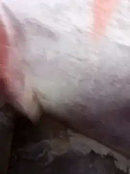 daksh  8 inche online show from April 8, 2026, 9:16 pm