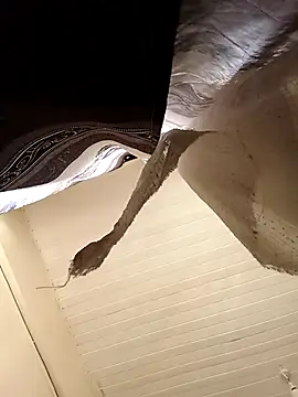 shanicollete online show from January 15, 2026, 4:27 am