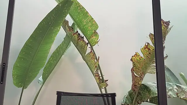 came-a-lot online show from February 27, 2026, 4:12 am