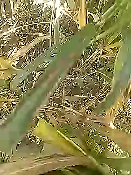 Cute Boy 4 online show from March 1, 2026, 5:18 am