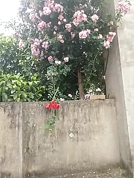 Lily Daisy online show from April 5, 2026, 1:01 am