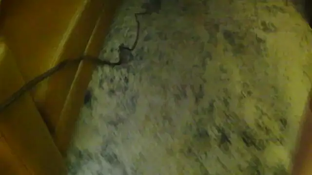 gaydandyboy online show from May 18, 2026, 3:39 am