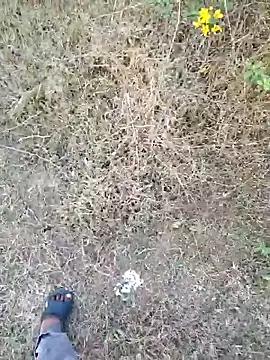 rameshmry1 online show from March 21, 2026, 12:20 pm