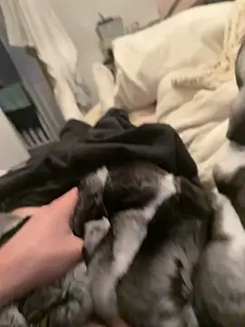 Snapshot of Furdale chatting on February 4, 2026, 4:35 pm Furdale online show from February 4, 2026, 4:35 pm