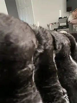 Snapshot of Furdale chatting on February 23, 2026, 3:56 pm Furdale online show from February 23, 2026, 3:56 pm