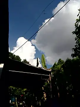 king-lobo-act online show from November 14, 2025, 8:34 pm