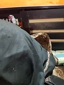 Diya 143 online show from January 12, 2026, 6:36 pm