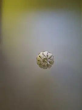 cuci45 online show from October 11, 2025, 6:31 pm